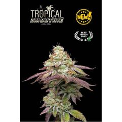 Tropical Zmoothie, Фасовка: 1